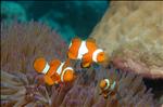 Great Barrier Reef, Cairns, Australia